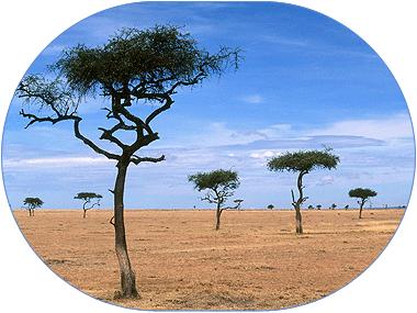 trees